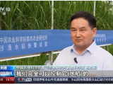 沙漠溫室種水稻！中國科學(xué)家在新疆和田試種成功